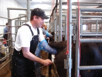 Agtech Artificial Insemination Class