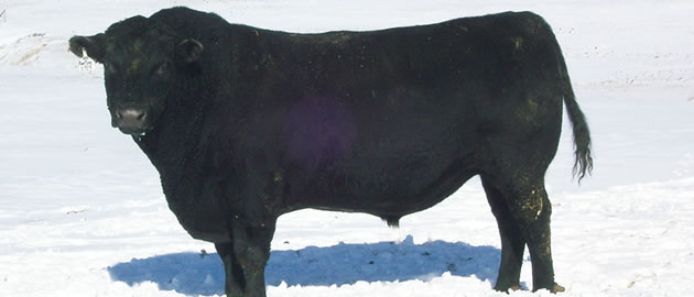 Agtech Embryo Transfer School