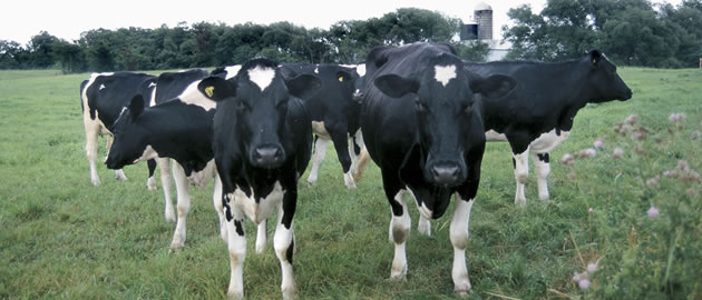 Agtech Embryo Transfer School