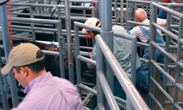Agtech Bovine Embryo Transfer School