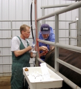 Agtech Bovine Embryo Transfer School