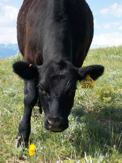 Agtech Embryo Transfer, Artificial Insemination Training & Products